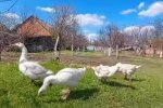 Многодетная мать заставила гусей няньчиться с ее малышами: "Все гениальное - просто!"