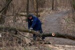Дерево впало на контактну мережу трамвая в Києві