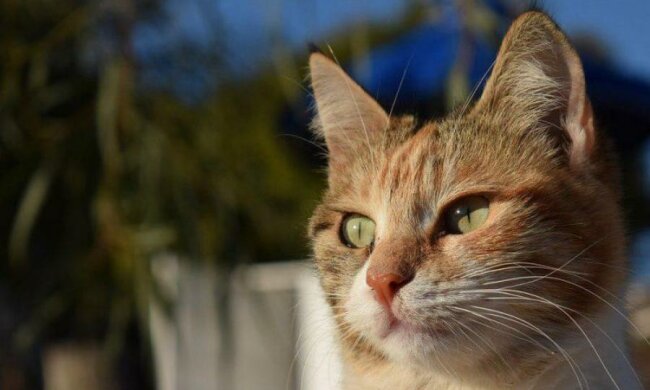 Microsoft запам'ятає вашу кицьку