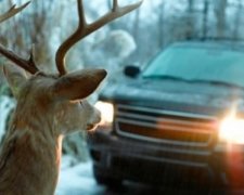 Олень після ДТП намагався залізти в машину