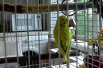 Попугай в клетке