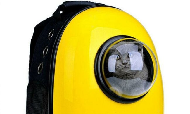 Разработали рюкзак, который превращает кота астронавта