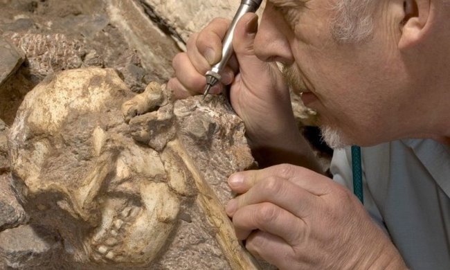 Это все меняет: найден новый древнейший предок человека