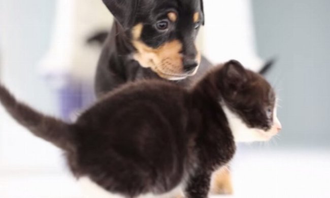 Знайомство кошенят з цуценятами розчулює користувачів мережі (відео)