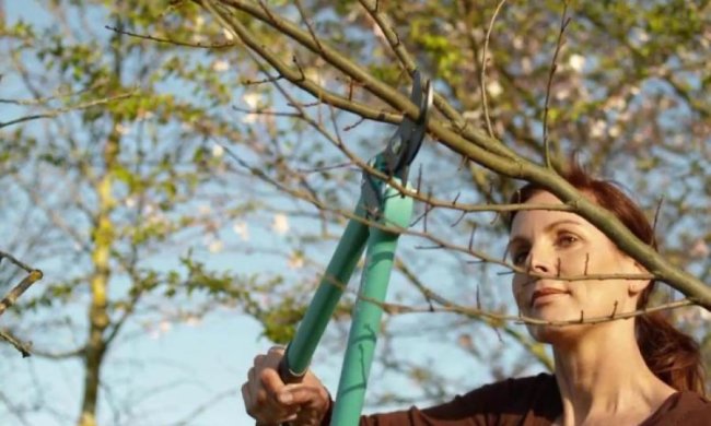 Кто срубит дерево - теперь дешево не отделается