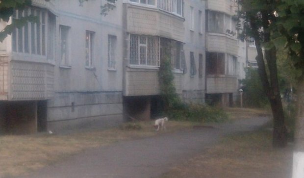 У Харкові собаку вигулюють прямо з вікна (фото)
