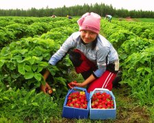 Легальная работа в Польше