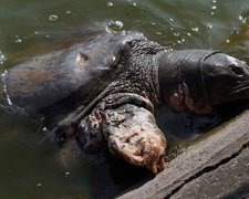  У В'єтнамі померла легендарна черепаха (фото)
