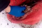 Выброшенные останки куриц в реку, скриншот из видео