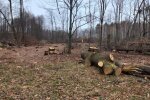 незаконна вирубка дерев