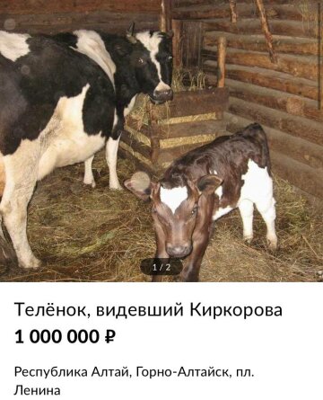 Телёнка, видевшего Киркорова, продают за 1 миллион