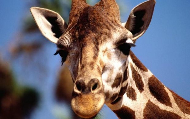 Девушки не могут отказать жирафам: фото
