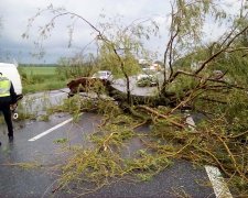 "Улицы тонут, деревья вырваны с корнями": опубликованы фото пострадавшего от смерча Житомира