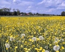 Завтра Украину накроют грозы с градом
