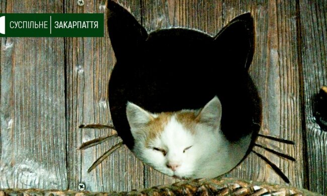 "Я - твоя кошечка": необычный отель на Закарпатье притягивает туристов со всей Украины