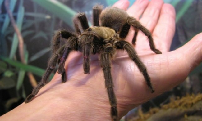 Исследователи подсчитали, сколько времени потратят пауки на уничтожение человечества