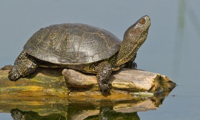 На Черкащині полюють на рідкісних черепах