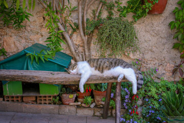 Сиеста: фото из свободных источников