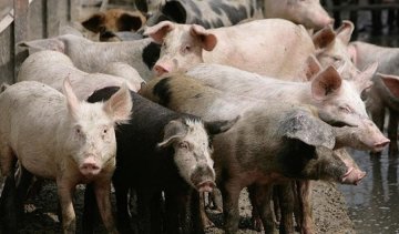 Під Харковом виявили сибірську виразку
