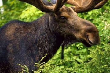 Мережу підкорив лось, який любить дивитися телевізор