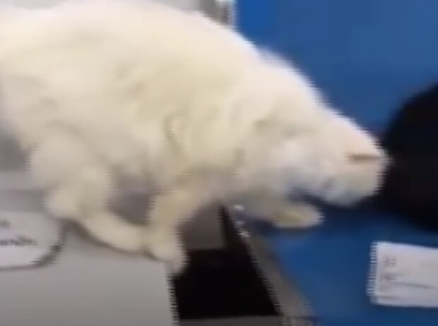 Кошка после лечения, скриншот видео
