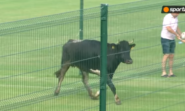 Корова прервала футбольный матч в Болгарии