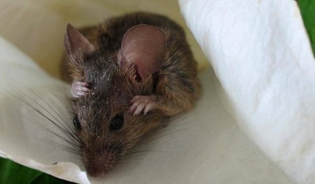 Вчені на мишах показали ефект медитації
