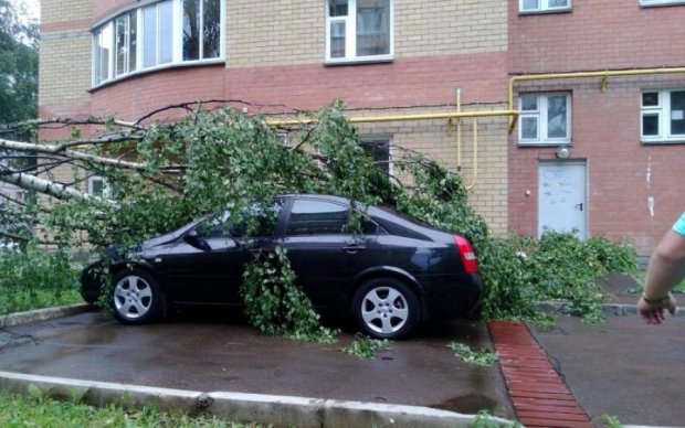 Дерево привалило автівку: київських комунальників ведуть до суду


