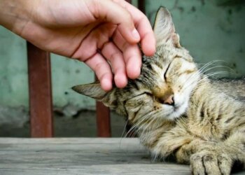 Котик, фото из открытых источников