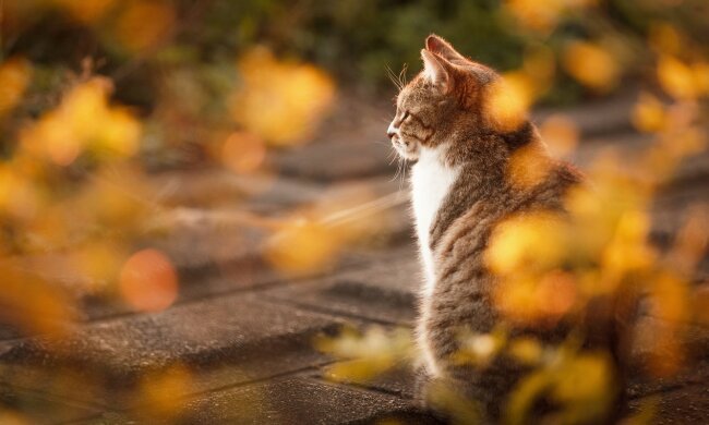 Погода на завтра: "+" робко постучится в ночную Украину