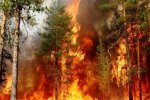 У РФ лісові пожежі: палають 80 тисяч га