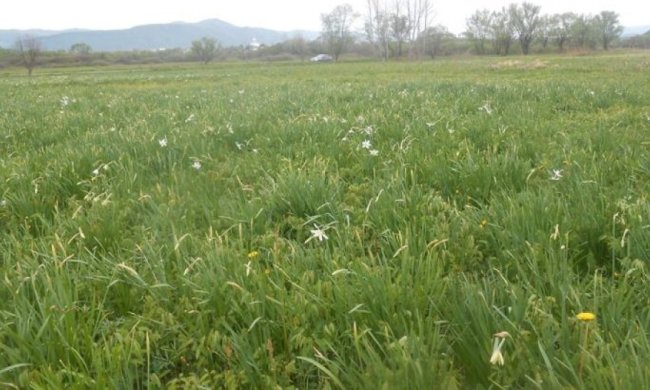 В Закарпатье зацвела долина нарциссов