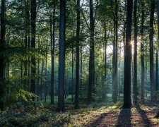 Ліс. Фото Факти про все на світі