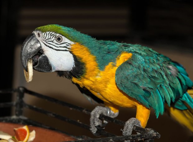 Метровый попугай-каннибал: ученые нашли невиданного монстра, мог пообедать друзьями