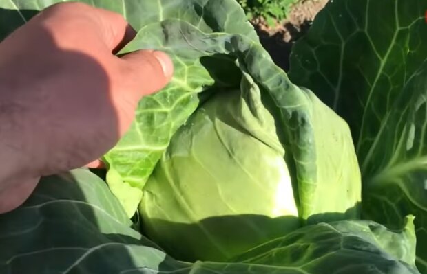 Выращивание капусты, кадр из видео
