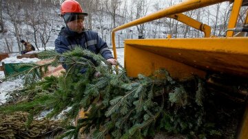 пункт прийому ялинок