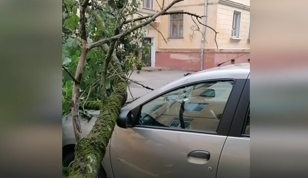Дерево впало на машину, скріншот: Youtube