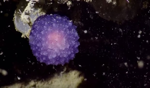 Ученые нашли неизвестный фиолетовый шар на дне океана (ВИДЕО)