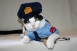 У новозеландській поліції працює чи то копокіт, чи то котокоп