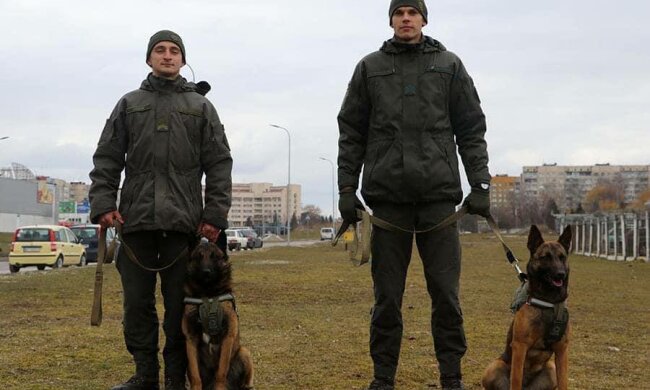 Служебные собаки, фото: МВС