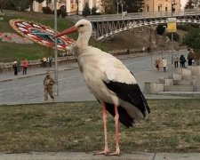 По центру Киева гуляет аист (фото)