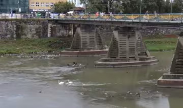Молодые лебеди поселились в Ужгороде