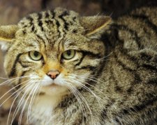 В Австралії за п'ять років знищать два мільйони диких котів