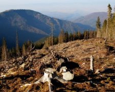 Гройсман розповів, що буде з українськими лісами