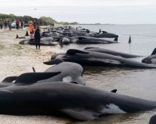 На Нову Зеландію нахлинула друга хвиля суїциду китів