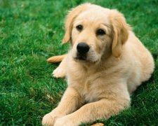 В Іспанії створюють ДНК-базу собак, щоб покарати господарів
