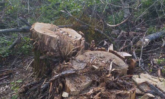 Черные лесорубы, вырубка лесов \\ фото ГЭИ Украины в Фейсбук