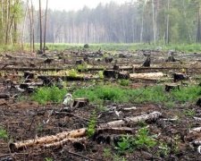Буремні нетрі лісової галузі