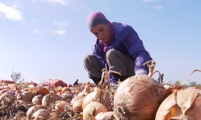Франківчани можуть залишитися без цибулі - забудьте про борщі та салати, усе погано