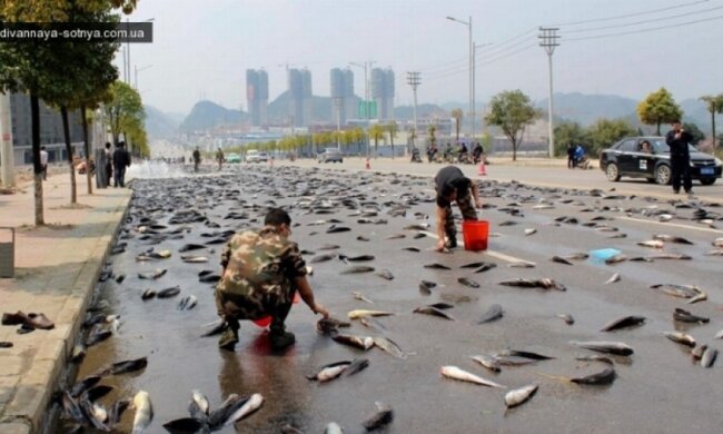 В Австралии прошел  "рыбный" дождь